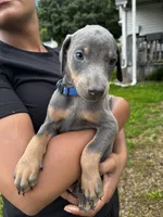 Bluey, a female Doberman Pinscher for sale in Wilmington, NC – 3 of 3