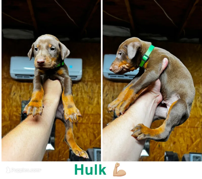 Hulk – Doberman Pinscher puppy for sale in Fayetteville, NC