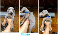 Bluey, a female Doberman Pinscher for sale in Wilmington, NC – 2 of 3