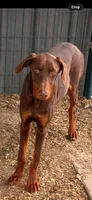 Pumpkin, a female Doberman Pinscher for sale in Fayetteville, NC – 3 of 3