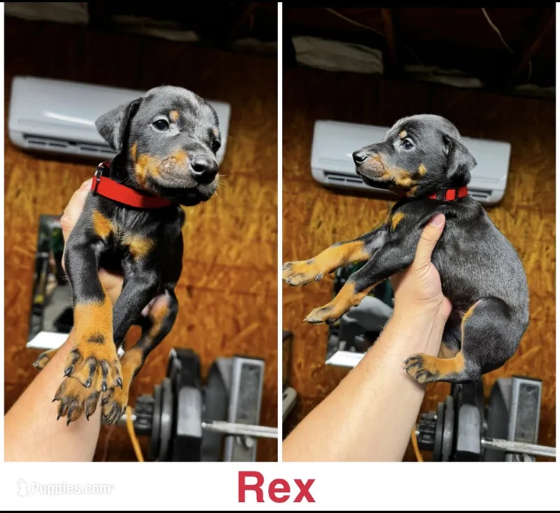 Rex – Doberman Pinscher puppy for sale in Wilmington, NC