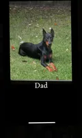 Sunflower , a female Doberman Pinscher for sale in Fayetteville, NC – 2 of 4