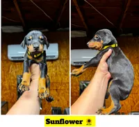 Sunflower , a female Doberman Pinscher for sale in Fayetteville, NC – 4 of 4