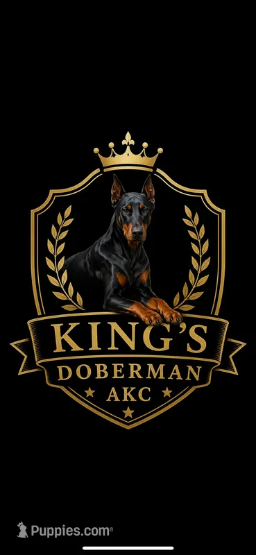 Sunflower  – Doberman Pinscher puppy for sale in Fayetteville, NC