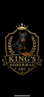 Sunflower , a female Doberman Pinscher for sale in Fayetteville, NC – 1 of 4
