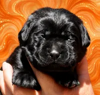 Orange Boy, a male Labrador Retriever for sale in Redding, CA – 1 of 4