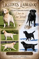 Green Boy, a male Labrador Retriever for sale in Redding, CA – 4 of 4