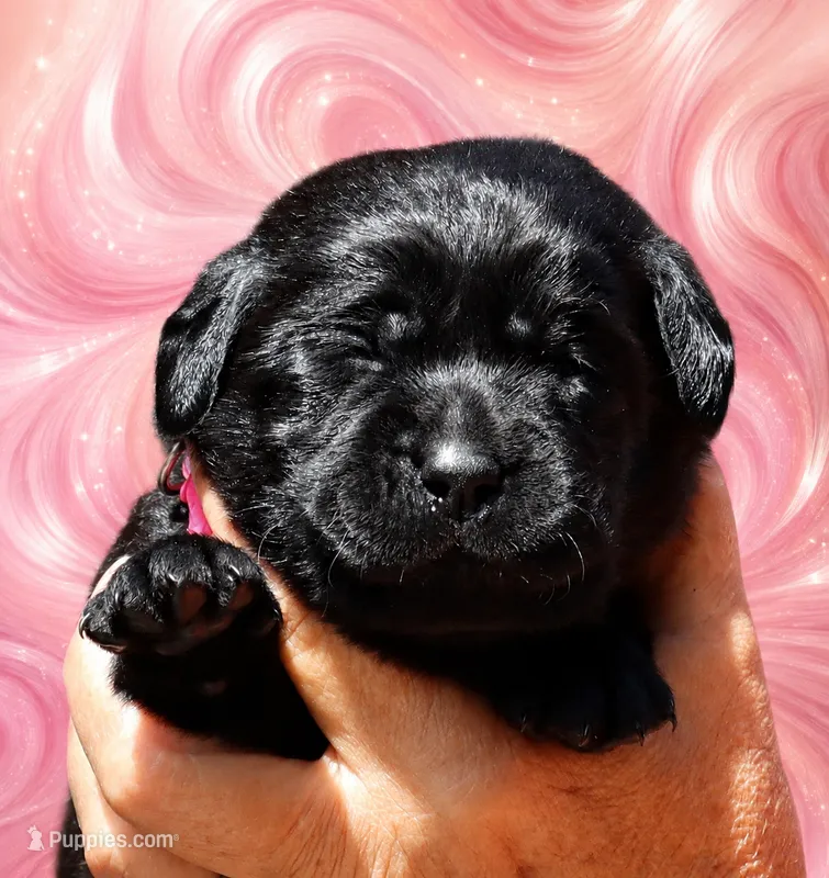 Pink Girl – Labrador Retriever puppy for sale in Redding, CA