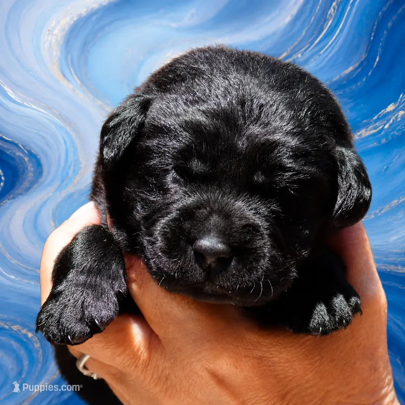 Blue Boy – Labrador Retriever puppy for sale in Redding, CA