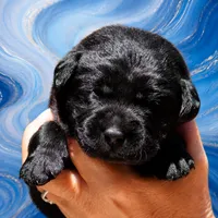 Blue Boy, a male Labrador Retriever for sale in Redding, CA – 1 of 4