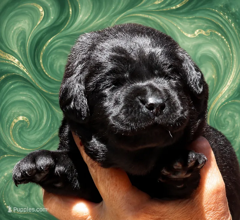 Green Boy – Labrador Retriever puppy for sale in Redding, CA