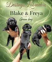 Green Boy, a male Labrador Retriever for sale in Redding, CA – 2 of 4