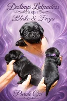 Purple Girl, a female Labrador Retriever for sale in Redding, CA – 2 of 4