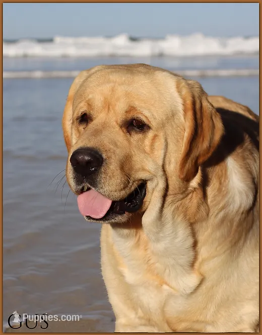 Nietzsche – Labrador Retriever puppy for sale in Redding, CA