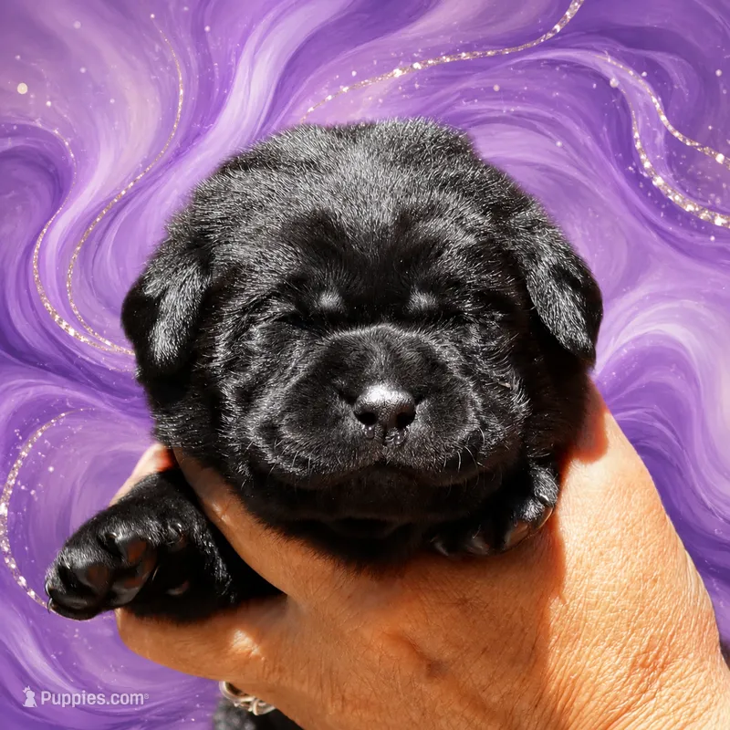 Purple Girl – Labrador Retriever puppy for sale in Redding, CA