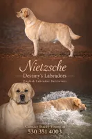 Nietzsche, a male Labrador Retriever for sale in Redding, CA – 3 of 3
