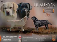 Freya x Blake, a  Labrador Retriever for sale in Redding, CA – 1 of 1
