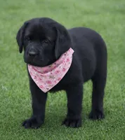 Black Puppy Girl, a female Labrador Retriever for sale in Redding, CA – Photo 1 of 3