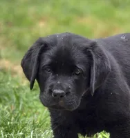 Black Puppy Girl, a female Labrador Retriever for sale in Redding, CA – Photo 2 of 3