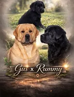 Black Puppy Girl, a female Labrador Retriever for sale in Redding, CA – Photo 3 of 3