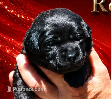Red Girl – Labrador Retriever puppy for sale in Redding, CA