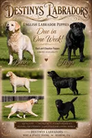Blue Boy, a male Labrador Retriever for sale in Redding, CA – 4 of 4
