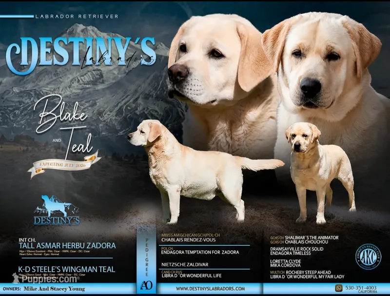 Teal x Blake Litter – Labrador Retriever puppy for sale in Redding, CA