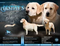 Teal x Blake Litter, a  Labrador Retriever for sale in Redding, CA – 1 of 1