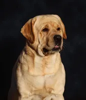 Nietzsche, a male Labrador Retriever for sale in Redding, CA – 2 of 3