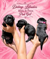 Pink Girl, a female Labrador Retriever for sale in Redding, CA – 2 of 4