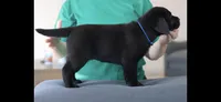 Black Boy, a male Labrador Retriever for sale in Redding, CA – Photo 2 of 3