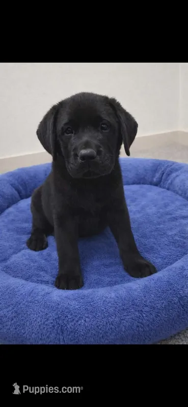 Black Boy, a male Labrador Retriever for sale in Redding, CA – Photo 1 of 3