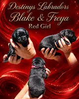 Red Girl, a female Labrador Retriever for sale in Redding, CA – 2 of 4