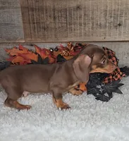 Jackson, a male Miniature Dachshund for sale in Indianapolis, IN – 2 of 5