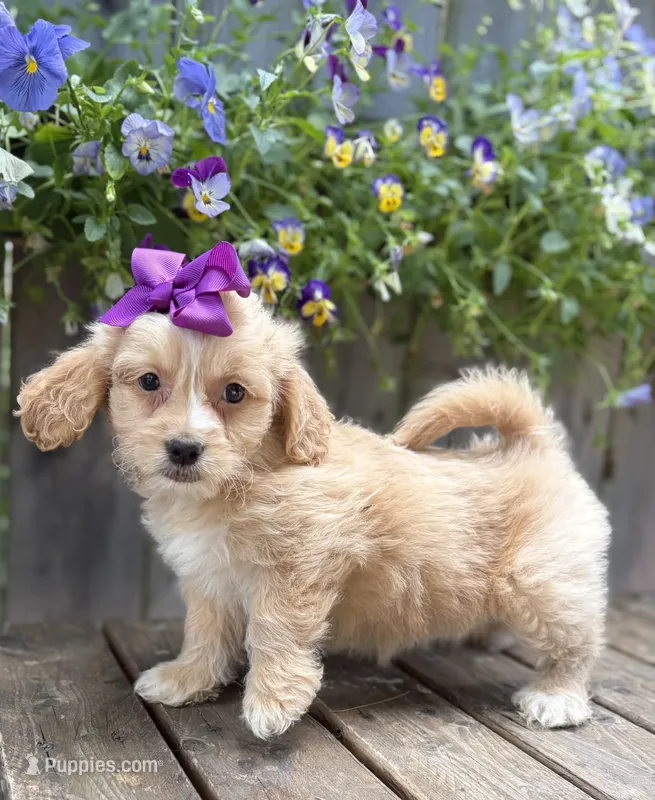 Susan  – Shihpoo, Golden Retriever puppy for sale in Indianapolis, IN