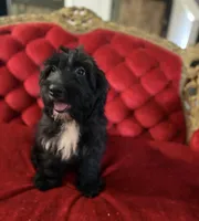 Coach, a male Goldendoodle for sale in Indianapolis, IN – 2 of 2