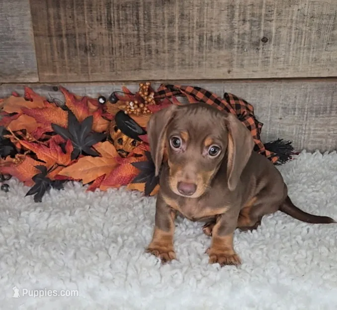 Jackson – Miniature Dachshund puppy for sale in Indianapolis, IN