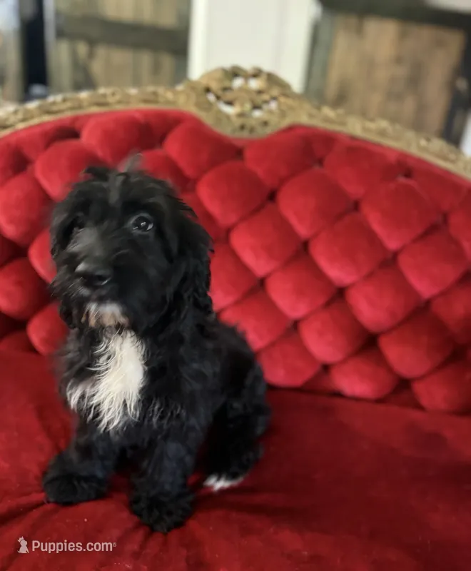 Coach – Goldendoodle puppy for sale in Indianapolis, IN