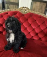 Coach, a male Goldendoodle for sale in Indianapolis, IN – 1 of 2