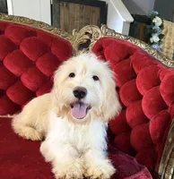 Polar , a male Goldendoodle and Golden Retriever for sale in Indianapolis, IN – 2 of 2