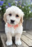 Rocky , a male Golden Retriever for sale in Indianapolis, IN – 2 of 2