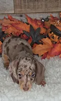 Max, a male Miniature Dachshund for sale in Indianapolis, IN – 2 of 7
