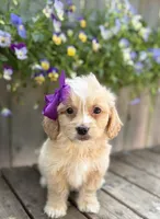 Susan , a female Shihpoo and Golden Retriever for sale in Indianapolis, IN – 2 of 2