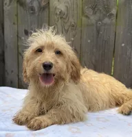 Rocky, a male Goldendoodle and Shihpoo for sale in Indianapolis, IN – 2 of 2