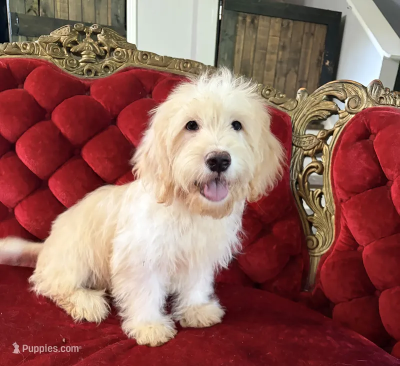 Polar  – Goldendoodle, Golden Retriever puppy for sale in Indianapolis, IN