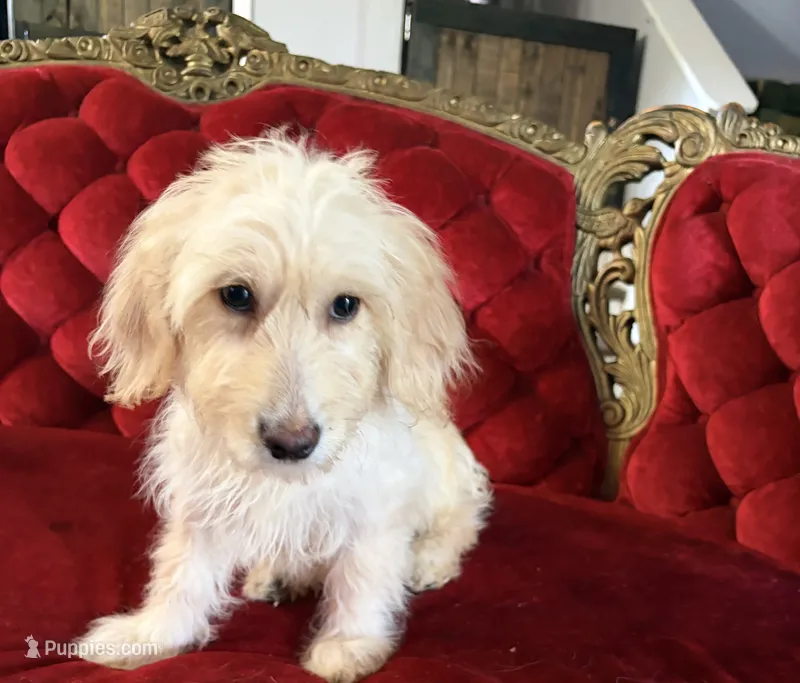 Mary – Goldendoodle puppy for sale in Indianapolis, IN