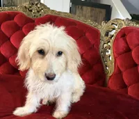 Mary, a female Goldendoodle for sale in Indianapolis, IN – 1 of 2