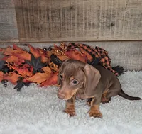 Jackson, a male Miniature Dachshund for sale in Indianapolis, IN – 3 of 5