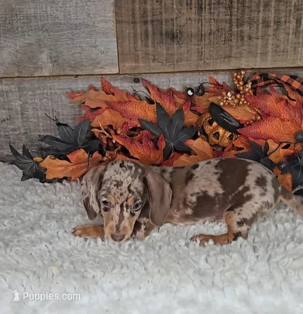 Max – Miniature Dachshund puppy for sale in Indianapolis, IN