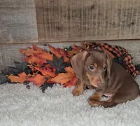 Jackson, a male Miniature Dachshund for sale in Indianapolis, IN – 4 of 5